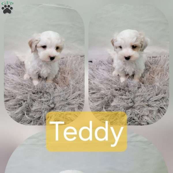 Teddy, Maltipoo Puppy